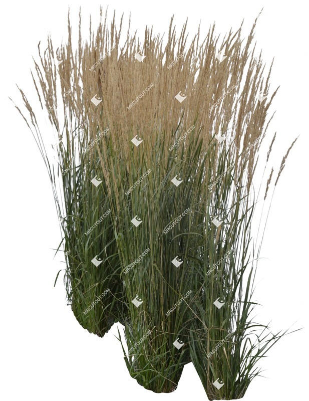 Png wild grass plant cutouts (5687)