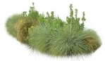 Cut out Wild Grass Bush Other Vegetation 0002 | MrCutout.com - miniature