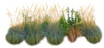 Cutout wild grass png vegetation (8204) - miniature