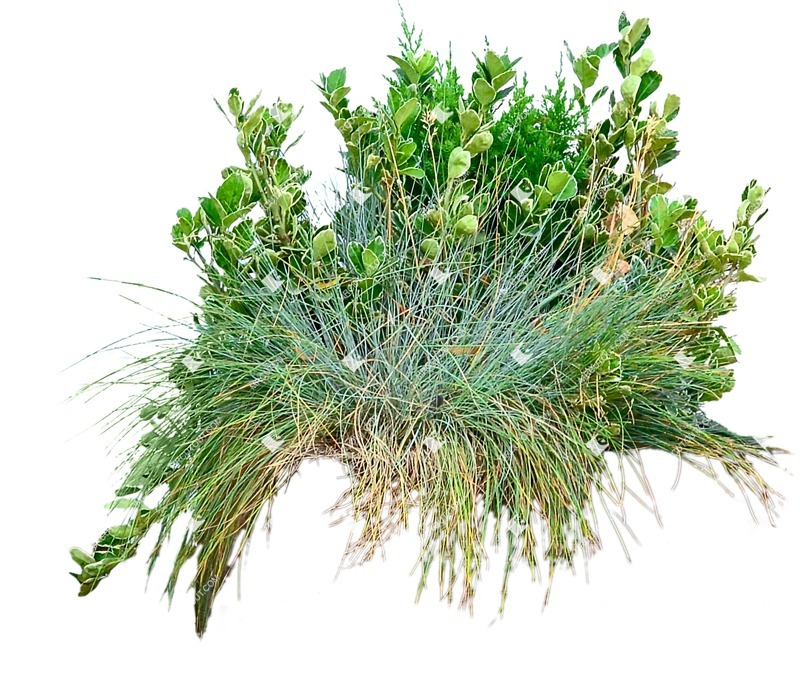 Cut out wild grass bush plant cutouts (10526)