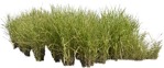 Cut out Wild Grass Calamagrostis Acutiflora 0001 | MrCutout.com - miniature