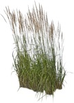 Cut out Wild Grass Calamagrostis Acutiflora 0002 | MrCutout.com - miniature