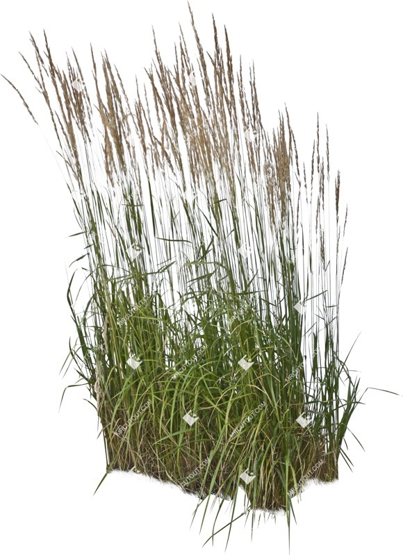 Wytnij dziką trawę calamagrostis acutiflora | wycinanki roślinne (6159)