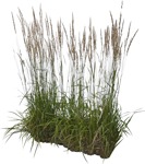 Cut out wild grass calamagrostis acutiflora cutout plant (5756) - miniature