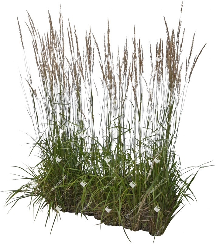Cut out wild grass calamagrostis acutiflora cutout plant (5756)