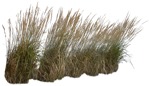Cut out wild grass calamagrostis acutiflora cutout plant (5464) - miniature