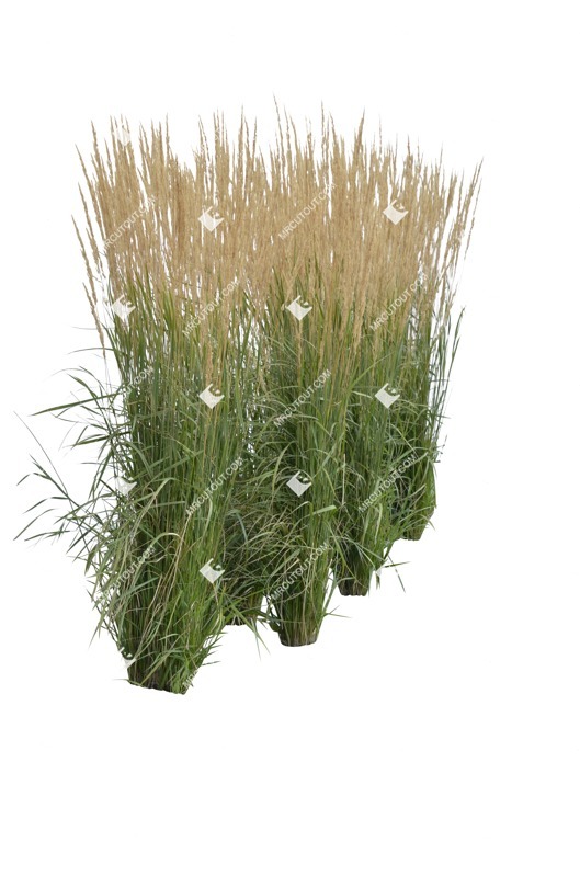 Png wild grass calamagrostis acutiflora cut out plants (6175)