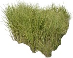Cutout wild grass calamagrostis acutiflora cutout plant (5465) - miniature