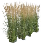 Cut out wild grass calamagrostis acutiflora vegetation png (5146) - miniature