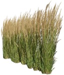 Cut out wild grass calamagrostis acutiflora cutout plant (5065) - miniature