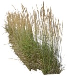 Cutout wild grass calamagrostis acutiflora cutout plant (4760) - miniature