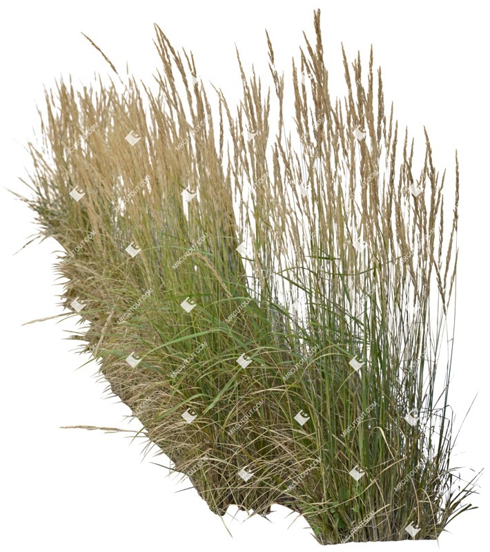 Cutout wild grass calamagrostis acutiflora cutout plant (4854)
