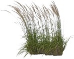 Cutout wild grass calamagrostis acutiflora png vegetation (5723) - miniature