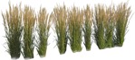 Cutout wild grass calamagrostis acutiflora plant cutouts (6328) - miniature