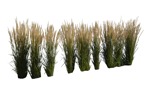 Cutout wild grass calamagrostis acutiflora cut out plants (6185) - miniature