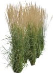 Png wild grass calamagrostis acutiflora png vegetation (5907) - miniature