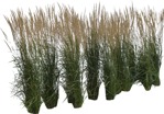 Cut out Wild Grass Calamagrostis Acutiflora 0017 | MrCutout.com - miniature