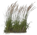 Cut out wild grass calamagrostis acutiflora png vegetation (5233) - miniature