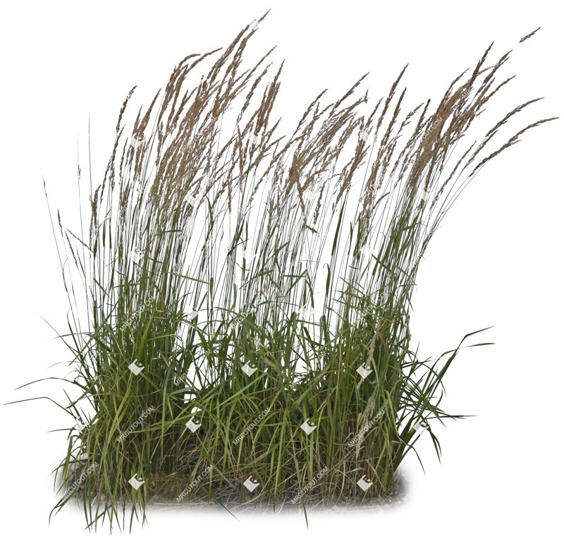 Cut out wild grass calamagrostis acutiflora png vegetation (5309)