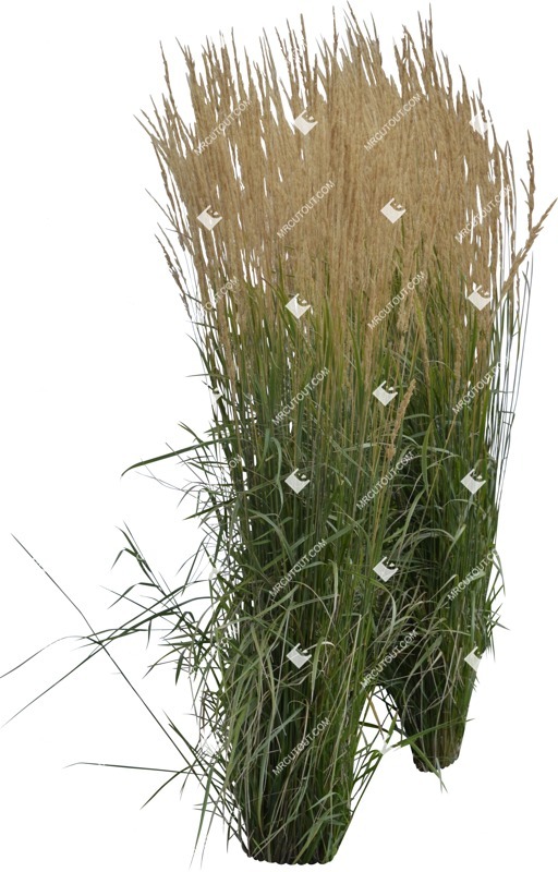 Png wild grass calamagrostis acutiflora plant cutouts (6327)