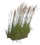 Cutout wild grass calamagrostis acutiflora cutout plant (5666) - miniature