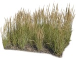 Cut out Wild Grass Calamagrostis Acutiflora 0021 | MrCutout.com - miniature