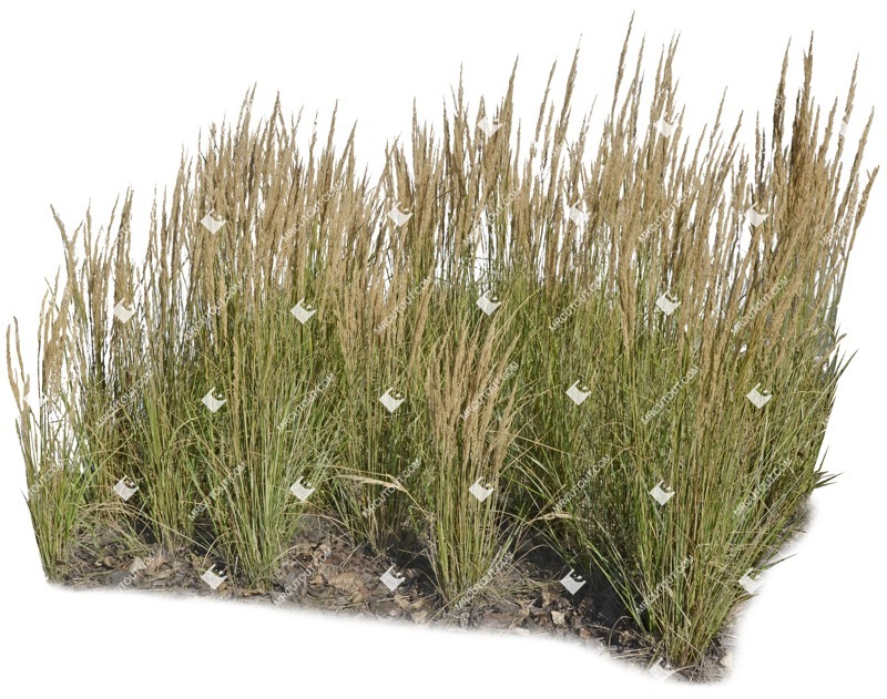 Png wild grass calamagrostis acutiflora png vegetation (5288)