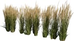 Cutout wild grass calamagrostis acutiflora png vegetation (6530) - miniature