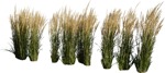 Cut out Wild Grass Calamagrostis Acutiflora 0025 | MrCutout.com - miniature