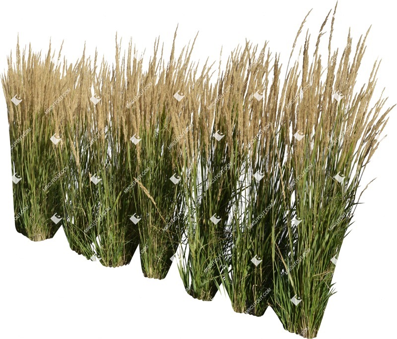 Png wild grass calamagrostis acutiflora plant cutouts (6579)