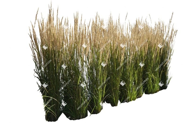 Cutout wild grass calamagrostis acutiflora vegetation png (6673)