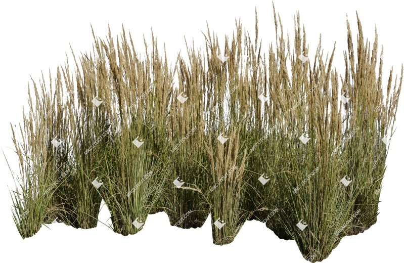 Png wild grass calamagrostis acutiflora vegetation png (7003)