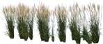 Cut out Wild Grass Calamagrostis Acutiflora 0030 | MrCutout.com - miniature