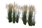Cutout wild grass calamagrostis acutiflora plant cutouts (6674) - miniature