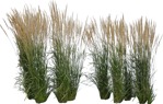 Png wild grass calamagrostis acutiflora png vegetation (6726) - miniature
