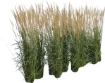 Cut out wild grass calamagrostis acutiflora png vegetation (6727) - miniature