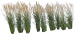 Cut out Wild Grass Calamagrostis Acutiflora 0035 | MrCutout.com - miniature