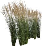 Png wild grass calamagrostis acutiflora plant cutouts (6750) - miniature