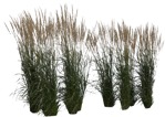 Cut out Wild Grass Calamagrostis Acutiflora 0038 | MrCutout.com - miniature
