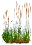 Cutout wild grass calamagrostis acutiflora plant cutouts (7982) - miniature