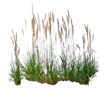 Cut out wild grass calamagrostis acutiflora png vegetation (8209) - miniature