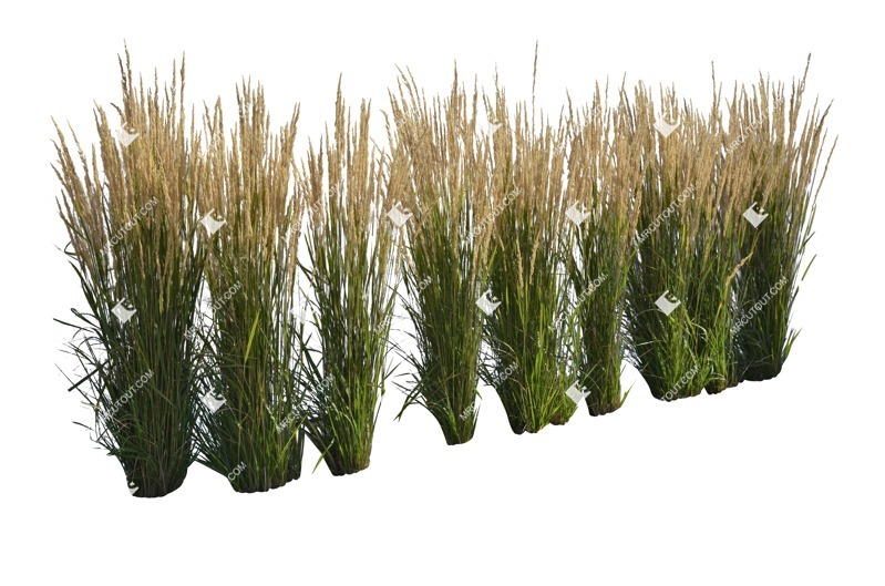 Cutout wild grass calamagrostis acutiflora plant cutouts (6578)