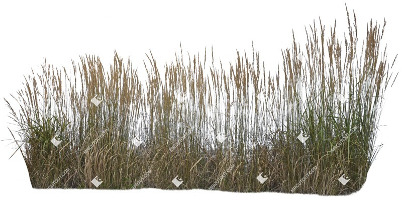 Png wild grass calamagrostis acutiflora png vegetation (5269)