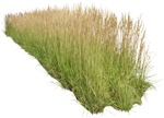 Png wild grass calamagrostis acutiflora cutout plant (4856) - miniature