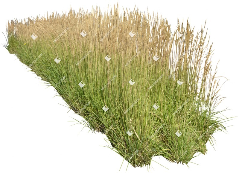Png wild grass calamagrostis acutiflora cutout plant (4856)