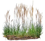 Png wild grass calamagrostis acutiflora png vegetation (8208) - miniature