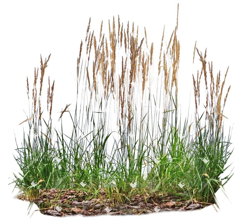 Png wild grass calamagrostis acutiflora png vegetation (8009)