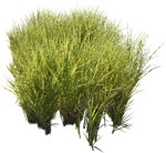 Cutout wild grass calamagrostis acutiflora cutout plant (5754) - miniature