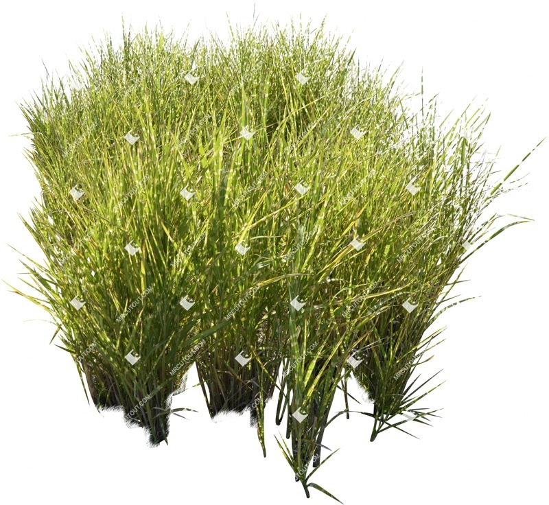 Cutout wild grass calamagrostis acutiflora cutout plant (5754)