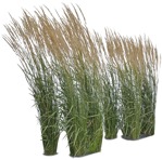 Cut out wild grass calamagrostis acutiflora png vegetation (5230) - miniature